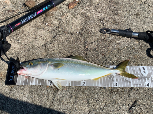 ツバスの釣果