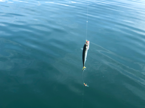 サバの釣果