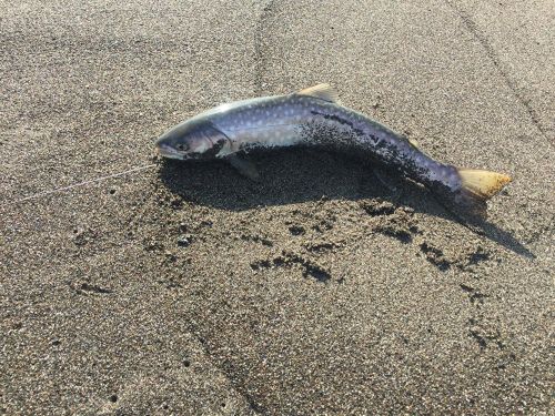 アメマスの釣果