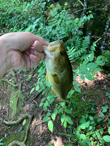 ラージマウスバスの釣果