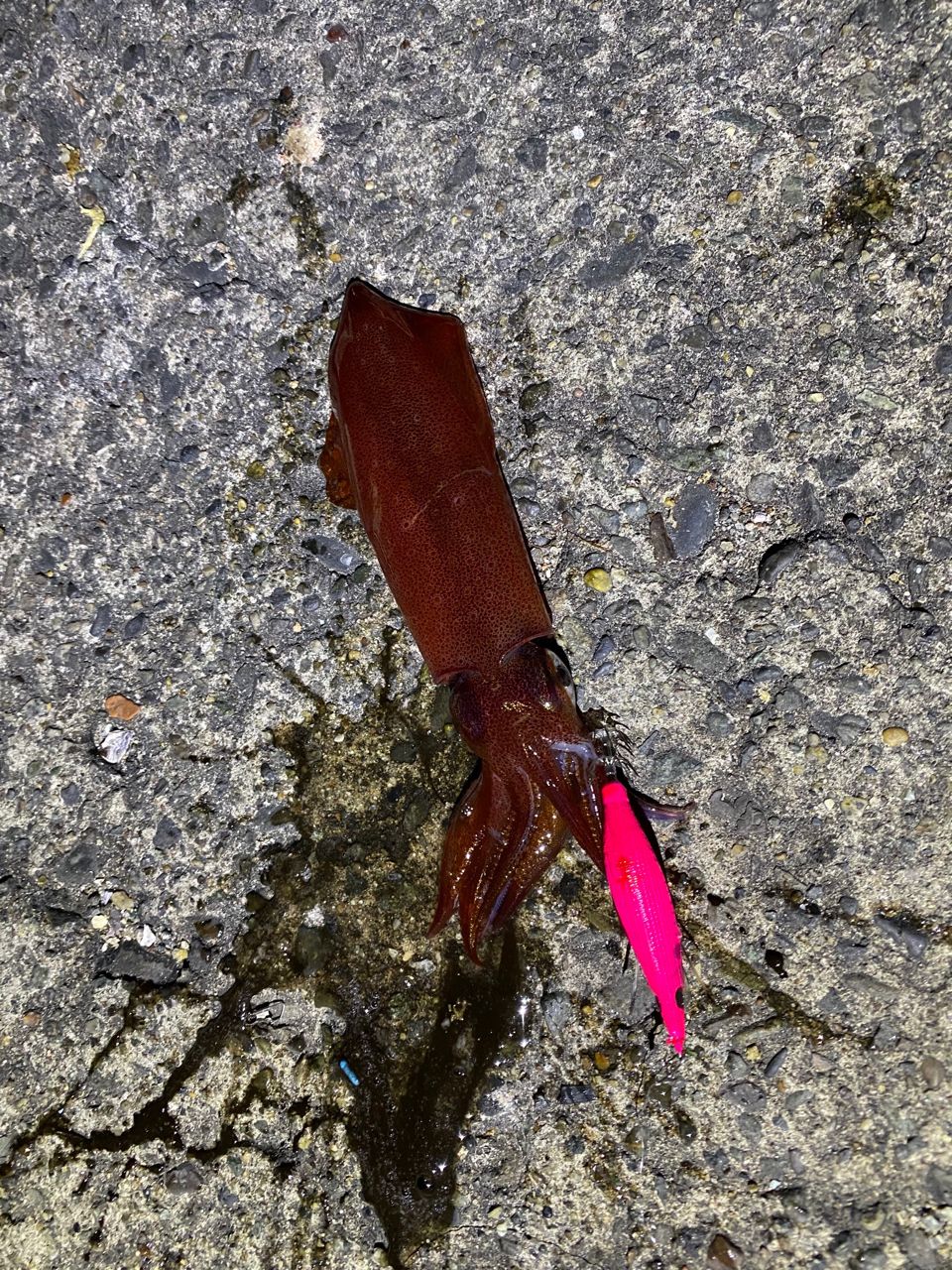 ケンサキイカ