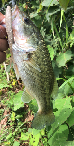 ラージマウスバスの釣果