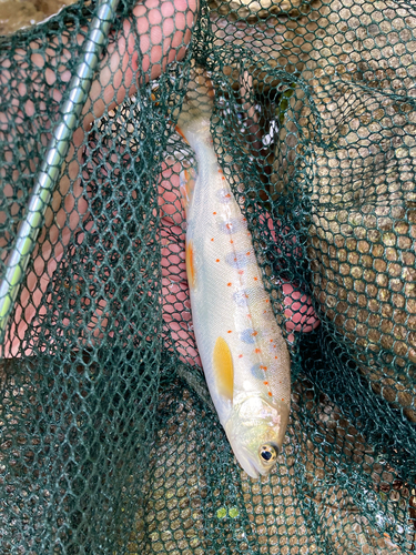 アマゴの釣果