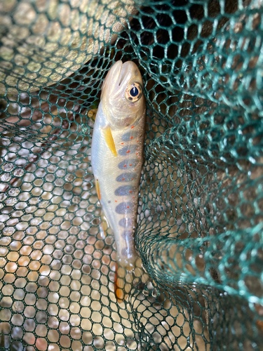 アマゴの釣果