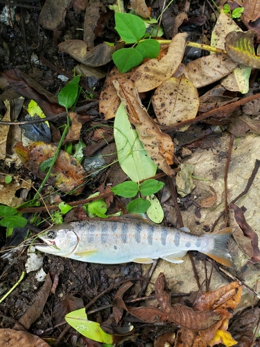 アマゴの釣果