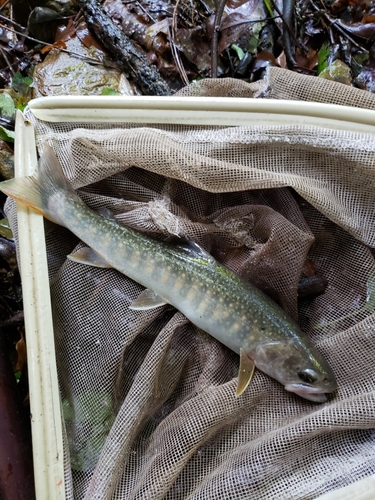 イワナの釣果