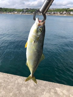 フクラギの釣果