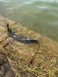 ライギョの釣果