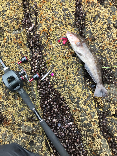 アイナメの釣果