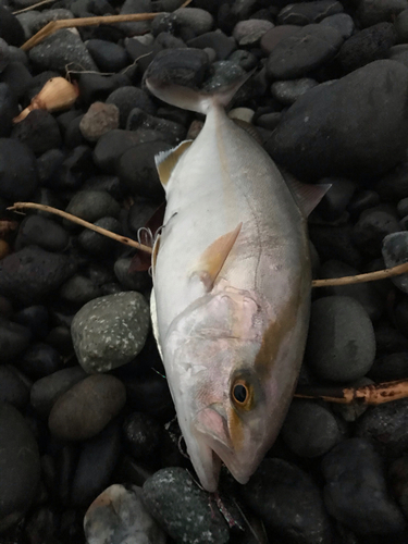 ショゴの釣果