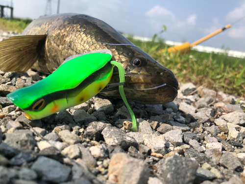 ライギョの釣果