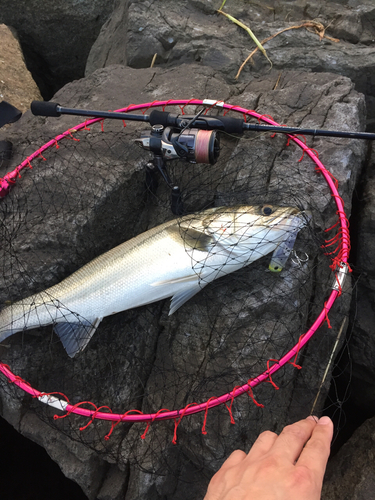 セイゴ（マルスズキ）の釣果