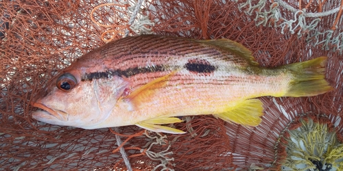 ヨコスジフエダイの釣果