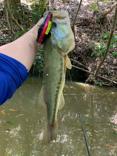 ラージマウスバスの釣果