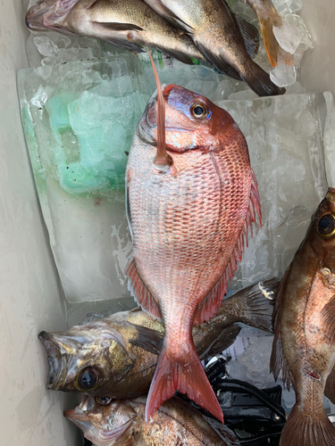 チダイの釣果