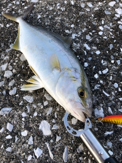 ショゴの釣果