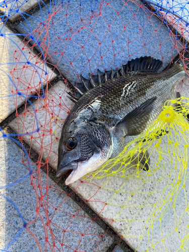 クロダイの釣果