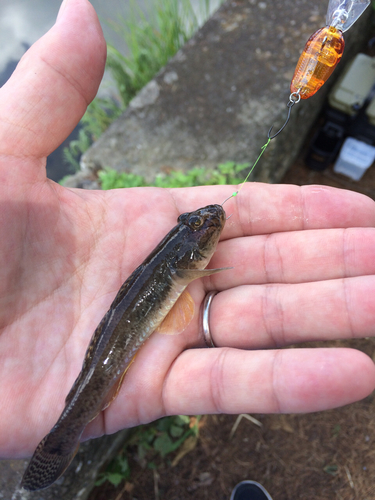 マハゼの釣果