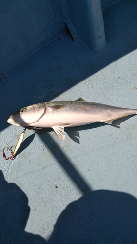 イナダの釣果