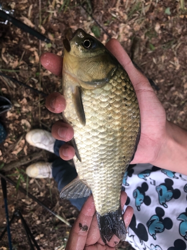 ヘラブナの釣果