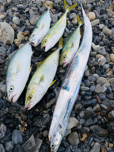 ワカシの釣果