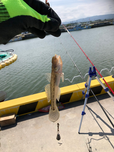 マハゼの釣果