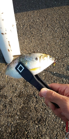 コノシロの釣果