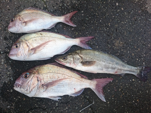 マダイの釣果