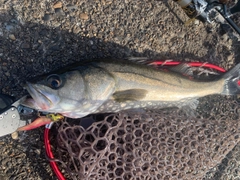 スズキの釣果
