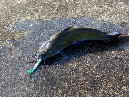 ニホンナマズの釣果