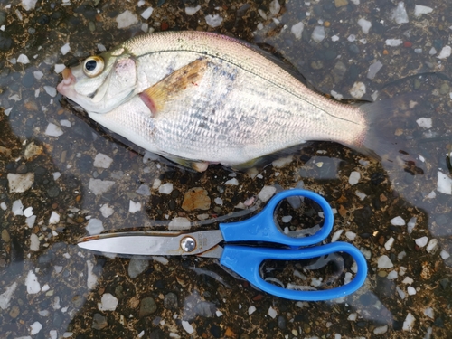 ウミタナゴの釣果