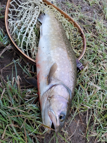 イワナの釣果