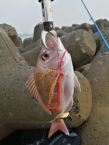 マダイの釣果