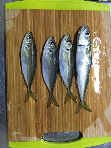 アジの釣果