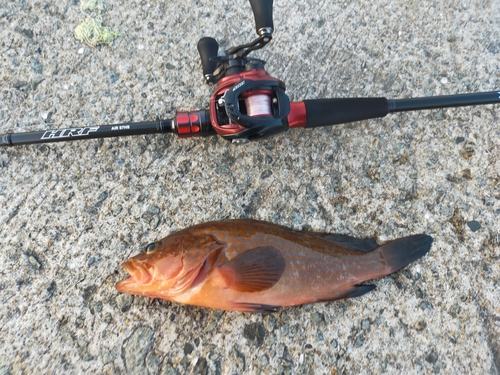 アコウの釣果