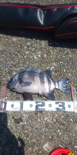 イシダイの釣果