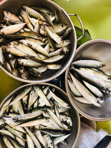 サバの釣果