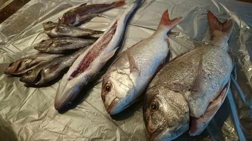 マダイの釣果