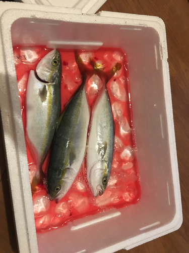 ワカシの釣果