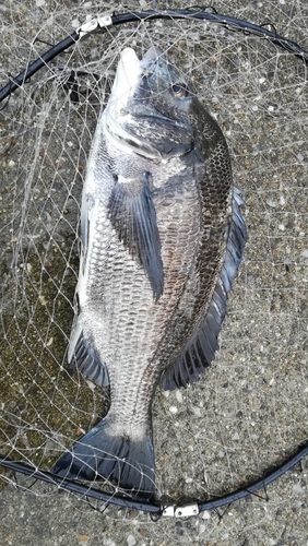 チヌの釣果