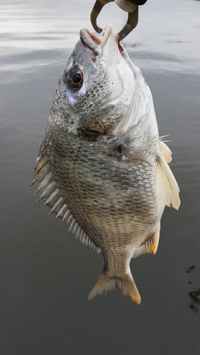 キビレの釣果