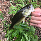  ペヤング の釣果