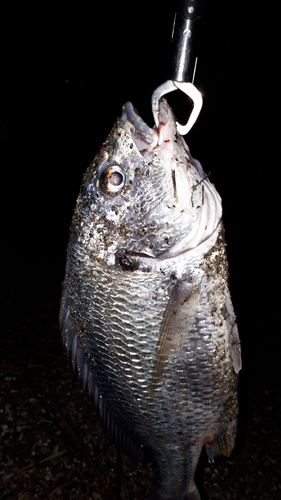 キビレの釣果