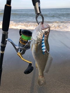 ニベの釣果