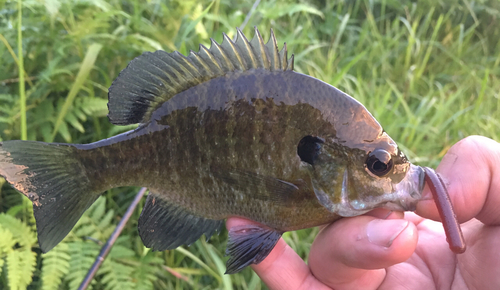 ブルーギルの釣果