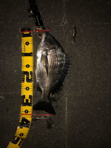 クロダイの釣果