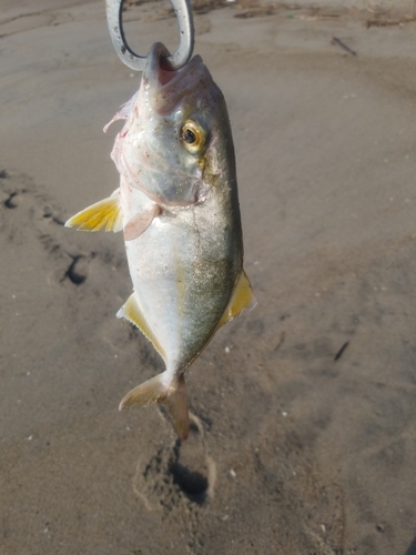 ショゴの釣果