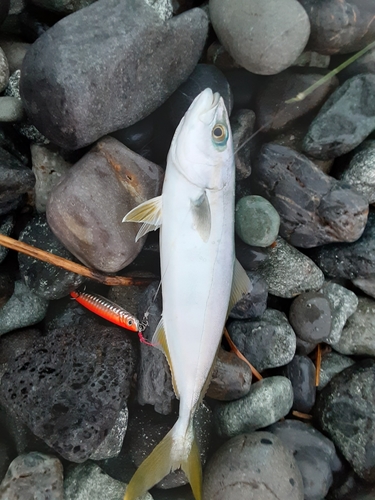 ワカシの釣果