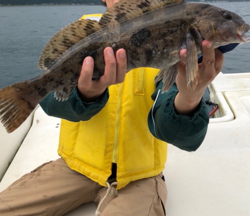 アイナメの釣果