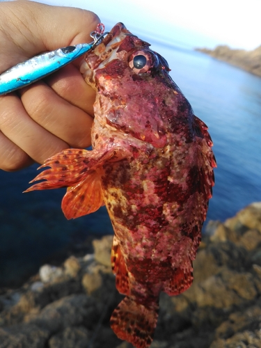 ヨロイメバルの釣果